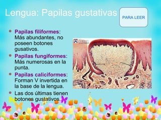 Lengua: Papilas gustativas
 Papilas filiformes:
Más abundantes, no
poseen botones
gusativos.
 Papilas fungiformes:
Más numerosas en la
punta.
 Papilas caliciformes:
Forman V invertida en
la base de la lengua.
 Las dos últimas tienen
botones gustativos.
PARA LEER
 