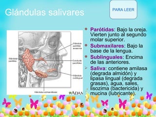 Glándulas salivares
 Parótidas: Bajo la oreja.
Vierten junto al segundo
molar superior.
 Submaxilares: Bajo la
base de la lengua.
 Sublinguales: Encima
de las anteriores.
 Saliva: contiene amilasa
(degrada almidón) y
lipasa lingual (degrada
grasas), agua, sales,
lisozima (bactericida) y
mucina (lubricante).
PARA LEER
 