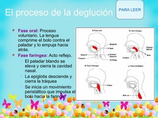 El proceso de la deglución
 Fase oral: Proceso
voluntario. La lengua
comprime el bolo contra el
paladar y lo empuja hacia
atrás.
 Fase faríngea: Acto reflejo.
 El paladar blando se
eleva y cierra la cavidad
nasal.
 La epiglotis desciende y
cierra la tráquea
 Se inicia un movimiento
peristáltico que impulsa el
bolo hacia la faringe.
PARA LEER
 