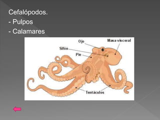 Cefalópodos.
- Pulpos
- Calamares
 
