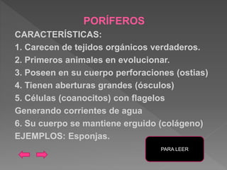 PORÍFEROS
CARACTERÍSTICAS:
1. Carecen de tejidos orgánicos verdaderos.
2. Primeros animales en evolucionar.
3. Poseen en su cuerpo perforaciones (ostias)
4. Tienen aberturas grandes (ósculos)
5. Células (coanocitos) con flagelos
Generando corrientes de agua
6. Su cuerpo se mantiene erguido (colágeno)
EJEMPLOS: Esponjas.
PARA LEER
 