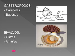 GASTERÓPODOS.
- Caracoles
- Babosas
BIVALVOS.
- Ostras
- Almejas
 