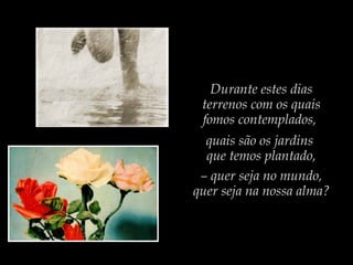 Durante estes dias
terrenos com os quais
fomos contemplados,
quais são os jardins
que temos plantado,
– quer seja no mundo,
quer seja na nossa alma?
 