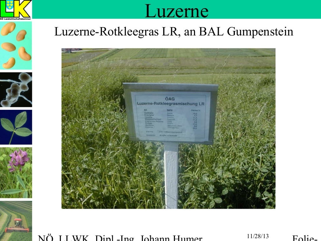 LUZERNE Saatgut Anbau Düngung Nutzung Konservierung Info NLK 25apr2002