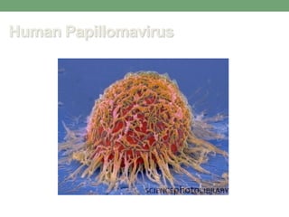 Human Papillomavirus
 