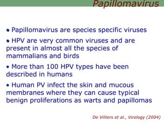  Papillomavirus are species specific viruses
 HPV are very common viruses and are
present in almost all the species of
mammalians and birds
 More than 100 HPV types have been
described in humans
 Human PV infect the skin and mucous
membranes where they can cause typical
benign proliferations as warts and papillomas
Papillomavirus
De Villiers et al., Virology (2004)
 