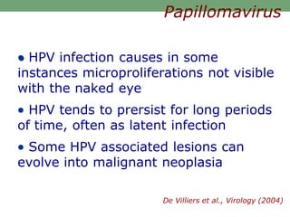  HPV infection causes in some
instances microproliferations not visible
with the naked eye
 HPV tends to prersist for long periods
of time, often as latent infection
 Some HPV associated lesions can
evolve into malignant neoplasia
Papillomavirus
De Villiers et al., Virology (2004)
 