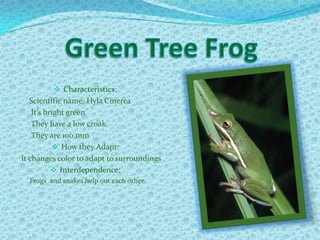 Green Tree FrogCharacteristics:             Scientific name: Hyla Cinerea              It’s bright green              They have a low croak              They are 100 mmHow they Adapt:         It changes color to adapt to surroundingsInterdependence:                Frogs  and snakes help out each other.