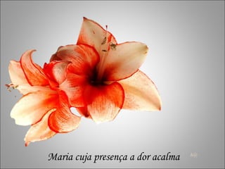 h@ Maria cuja presença a dor acalma 