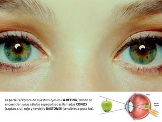La parte receptora de nuestros ojos es LA RETINA, donde se
encuentran unas células especializadas llamadas CONOS
(captan azul, rojo y verde) y BASTONES (sensibles a poca luz).
 