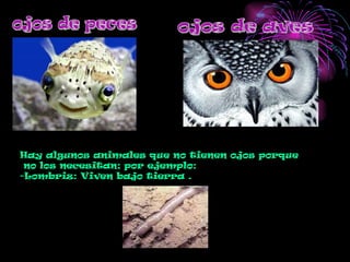 ojos de peces ojos de aves Hay algunos animales que no tienen ojos porque no los necesitan; por ejemplo: -Lombriz: Viven bajo tierra . 