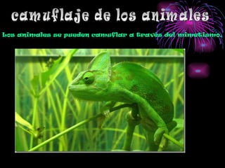camuflaje de los animales Los animales se pueden camuflar a través del mimetismo. 