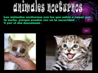animales nocturnos Los animales nocturnos son los que salen a cazar por la noche, porque pueden ver en la oscuridad . Y por el día descansan . 
