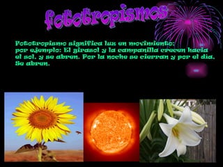 fototropismos Fototropismo significa luz en movimiento; por ejemplo: El girasol y la campanilla crecen hacia el sol, y se abren. Por la noche se cierran y por el día, Se abren. 