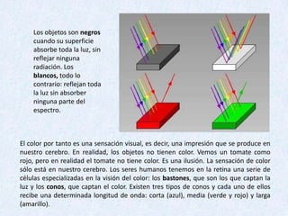 Los objetos son negros
cuando su superficie
absorbe toda la luz, sin
reflejar ninguna
radiación. Los
blancos, todo lo
contrario: reflejan toda
la luz sin absorber
ninguna parte del
espectro.

El color por tanto es una sensación visual, es decir, una impresión que se produce en
nuestro cerebro. En realidad, los objetos no tienen color. Vemos un tomate como
rojo, pero en realidad el tomate no tiene color. Es una ilusión. La sensación de color
sólo está en nuestro cerebro. Los seres humanos tenemos en la retina una serie de
células especializadas en la visión del color: los bastones, que son los que captan la
luz y los conos, que captan el color. Existen tres tipos de conos y cada uno de ellos
recibe una determinada longitud de onda: corta (azul), media (verde y rojo) y larga
(amarillo).

 