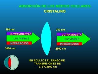 ULTRAVIOLETAS
INFRARROJOS
LUZ VISIBLE
290 nm
3000 nm
ULTRAVIOLETAS
INFRARROJOS
LUZ VISIBLE
310 nm
2500 nm
EN ADULTOS EL RANGO DE
TRANSMISION ES DE
375 A 2500 nm
ABSORCIÓN DE LOS MEDIOS OCULARES
CRISTALINO
 