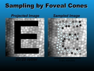 Projected Image Sampled Image
5 arc minutes20/20 letter
Sampling by Foveal ConesSampling by Foveal Cones
 