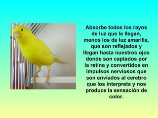 Absorbe todos los rayos de luz que le llegan, menos los de luz amarilla, que son reflejados y llegan hasta nuestros ojos donde son captados por la retina y convertidos en impulsos nerviosos que son enviados al cerebro que los interpreta y nos produce la sensación de color. 