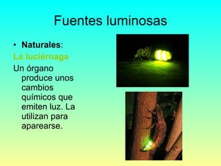 Fuentes luminosas Naturales : La luciérnaga Un órgano produce unos cambios químicos que emiten luz. La utilizan para aparearse. 