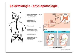 MOUFFOK N, herpes virus
 