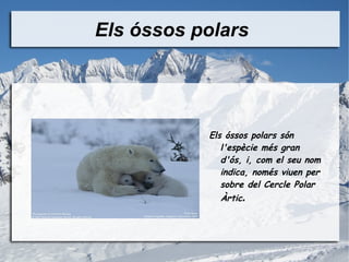 Els óssos polars  ,[object Object]