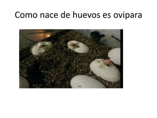 Como nace de huevos es ovipara
 