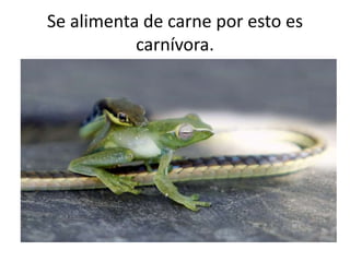 Se alimenta de carne por esto es
carnívora.
 