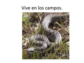 Vive en los campos.
 