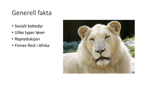 Generell fakta 
• Sosialt kattedyr 
• Ulike typer løver 
• Reproduksjon 
• Finnes flest i Afrika 
 