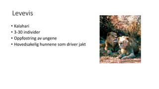 Levevis 
• Kalahari 
• 3-30 individer 
• Oppfostring av ungene 
• Hovedsakelig hunnene som driver jakt 
 