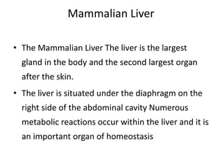 Mammalian Liver
• The Mammalian Liver The liver is the largest
gland in the body and the second largest organ
after the skin.
• The liver is situated under the diaphragm on the
right side of the abdominal cavity Numerous
metabolic reactions occur within the liver and it is
an important organ of homeostasis
 