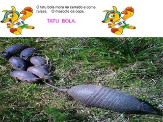 TATU BOLA.
O tatu bola mora no cerrado e come
raízes. O mascote da copa.
 