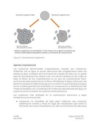 InDRE Página 90 de 107
Abril 2018 Versión 3.
Figura 2.- Velocidad de congelación
Agentes crioprotectores
Las sustancias denominadas crioprotectores impiden por interacción
molecular con el agua, la acción destructiva del congelamiento sobre las
células, es decir, protegen de la formación de cristales de hielo con un grado
bajo de toxicidad para las células vivas. Una de las hipótesis en las cuales se
basa el efecto de los crioprotectores es en que las características físico-
químicas de estas sustancias le confieren afinidad por el agua molecular y de
esa forma atrapar la molécula de agua en su interior, lo que impide que el agua
forme cristales geométricos ordenados; en consecuencia, la solidificación del
medio se establece con una distribución molecular desordenada del agua y la
sustancia toma el carácter de sustancia vítrea protectora.
Las sustancias más utilizadas en la conservación bacteriana a bajas
temperaturas se encuentran:
 Sustancias no ionizables de bajo peso molecular que provocan
solidificación amorfa y vítrea en lugar de cristalización para evitar la
formación de zonas intracelulares con alta concentración de sales para
 