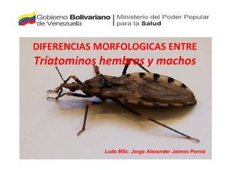 DIFERENCIAS MORFOLOGICAS ENTRE
Triatominos hembras y machos
Lcdo MSc. Jorge Alexander Jaimes Pernia
 