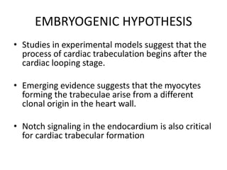 EMBRYOGENIC HYPOTHESIS
• Studies in experimental models suggest that the
process of cardiac trabeculation begins after the
cardiac looping stage.
• Emerging evidence suggests that the myocytes
forming the trabeculae arise from a different
clonal origin in the heart wall.
• Notch signaling in the endocardium is also critical
for cardiac trabecular formation
 