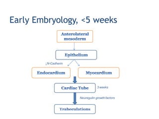 Early Embryology, <5 weeks
Neuregulin growth factors
3 weeks
↓N-Cadherin
During the early developmental stages, the heart tube is still without epicardial overlay.
As an adaptation to improve nourishment of the rapidly growing heart, the
 