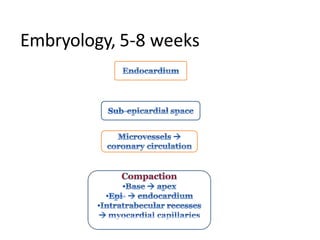 Embryology, 5-8 weeks
 