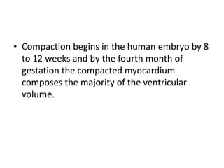 • Compaction begins in the human embryo by 8
to 12 weeks and by the fourth month of
gestation the compacted myocardium
composes the majority of the ventricular
volume.
 