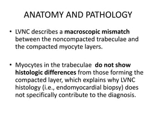 ANATOMY AND PATHOLOGY
• LVNC describes a macroscopic mismatch
between the noncompacted trabeculae and
the compacted myocyte layers.
• Myocytes in the trabeculae do not show
histologic differences from those forming the
compacted layer, which explains why LVNC
histology (i.e., endomyocardial biopsy) does
not specifically contribute to the diagnosis.
 