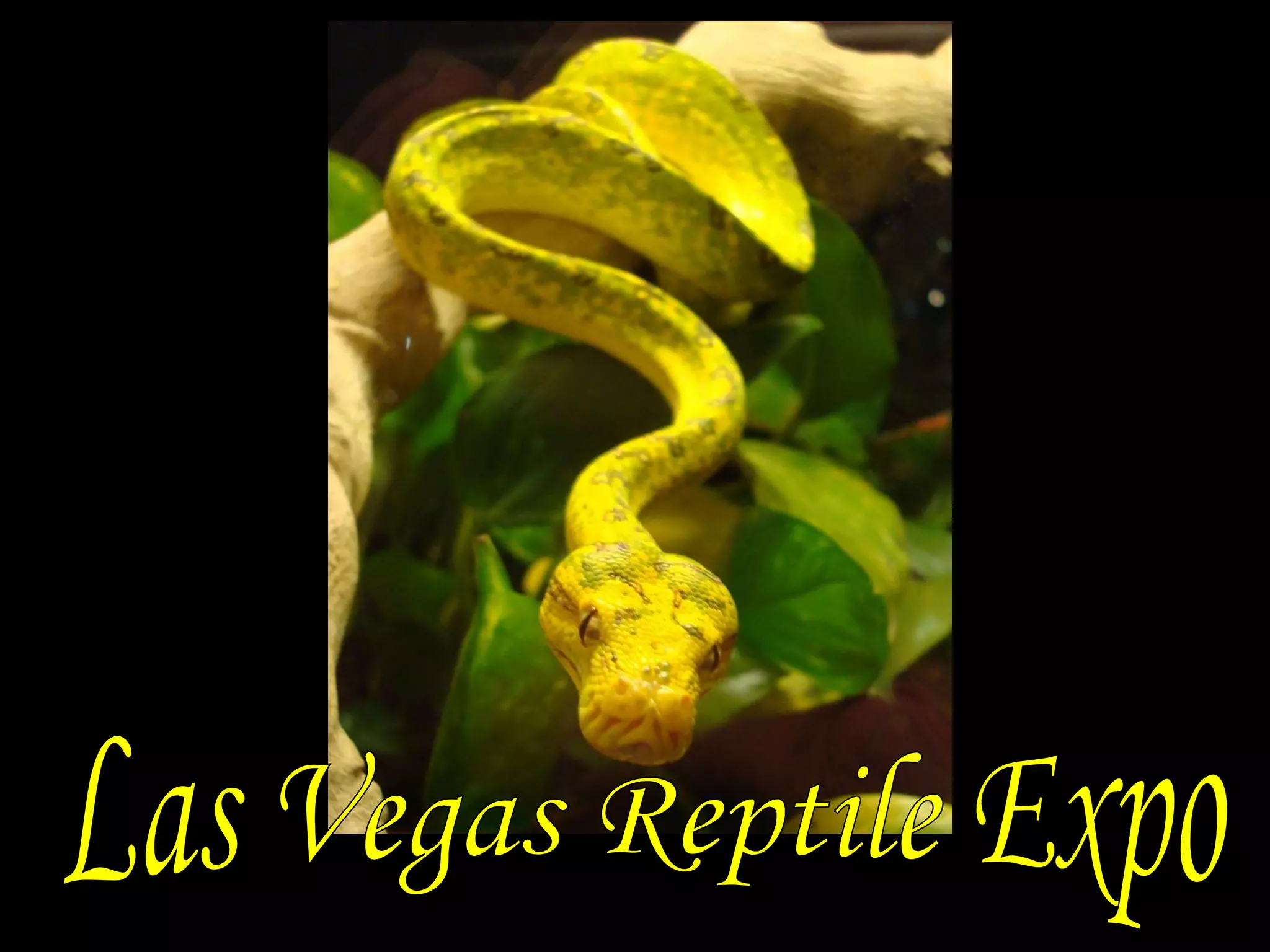 Las Vegas Reptile Expo 2010 PPT