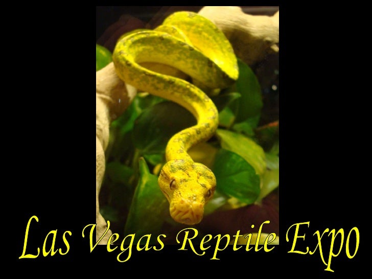 Las Vegas Reptile Expo 2010