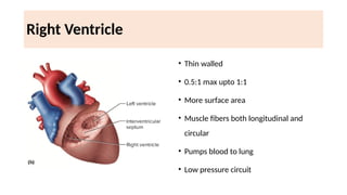 LV RV ASSESSMENT.pptx pocus ultrasound in trauma | PPTX