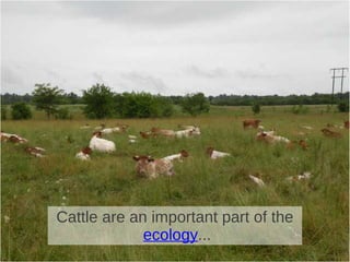 Cattle are an important part of the
ecology...

 