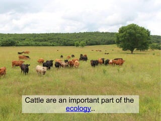 Cattle are an important part of the
ecology..
 
