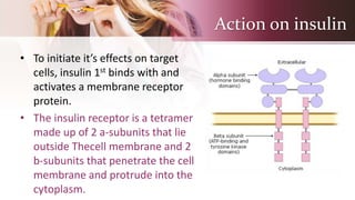 Action on insulin
• To initiate it’s effects on target
cells, insulin 1st binds with and
activates a membrane receptor
protein.
• The insulin receptor is a tetramer
made up of 2 a-subunits that lie
outside Thecell membrane and 2
b-subunits that penetrate the cell
membrane and protrude into the
cytoplasm.
 