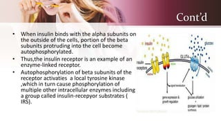 Cont’d
• When insulin binds with the alpha subunits on
the outside of the cells, portion of the beta
subunits protruding into the cell become
autophosphorylated.
• Thus,the insulin receptor is an example of an
enzyme-linked receptor.
• Autophosphorylation of beta subunits of the
receptor activaties a local tyrosine kinase
,which in turn cause phosphorylation of
multiple other intracellular enzymes including
a group called insulin-recepyor substrates (
IRS).
 
