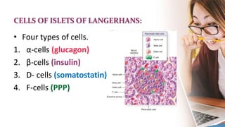 CELLS OF ISLETS OF LANGERHANS:
• Four types of cells.
1. α-cells (glucagon)
2. β-cells (insulin)
3. D- cells (somatostatin))
4. F-cells (PPP)
 