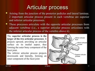 Lumbar Spnine: Anatomy, Biomechanics and Pathomechanics | PDF