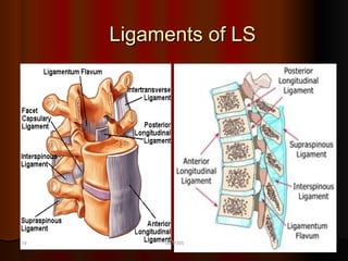 Lumbar Spnine: Anatomy, Biomechanics and Pathomechanics | PDF