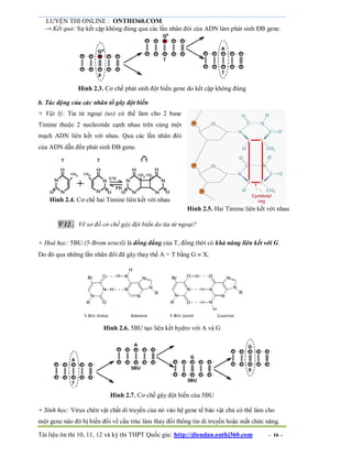 LUYỆN THI ONLINE : ONTHI360.COM
Tài liệu ôn thi 10, 11, 12 và kỳ thi THPT Quốc gia: http://diendan.onthi360.com - 16 -
→ Kết quả: Sự kết cặp không đúng qua các lần nhân đôi của ADN làm phát sinh ĐB gene.
Hình 2.3. Cơ chế phát sinh đột biến gene do kết cặp không đúng
b. Tác động của các nhân tố gây đột biến
+ Vật lý: Tia tử ngoại (uv) có thể làm cho 2 base
Timine thuộc 2 nucleotide cạnh nhau trên cùng một
mạch ADN liên kết với nhau. Qua các lần nhân đôi
của ADN dẫn đến phát sinh ĐB gene.
Hình 2.4. Cơ chế hai Timine liên kết với nhau
Hình 2.5. Hai Timine liên kết với nhau
 12. Vẽ sơ đồ cơ chế gây đột biến do tia tử ngoại?
+ Hoá học: 5BU (5-Brom uracil) là đồng đẳng của T, đồng thời có khả năng liên kết với G.
Do đó qua những lần nhân đôi đã gây thay thế A = T bằng G  X.
Hình 2.6. 5BU tạo liên kết hydro với A và G
Hình 2.7. Cơ chế gây đột biến của 5BU
+ Sinh học: Virus chèn vật chất di truyền của nó vào hệ gene tế bào vật chủ có thể làm cho
một gene nào đó bị biến đổi về cấu trúc làm thay đổi thông tin di truyền hoặc mất chức năng.
 